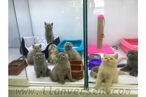 Scottish fold Dişi ve Erkek kedi