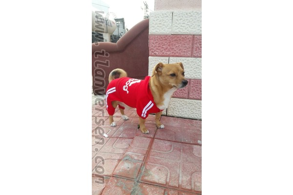 Tatlıca Mah. Diğer köpek ırkı ilanları