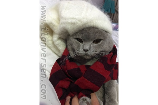 British shorthair Erkek kedi