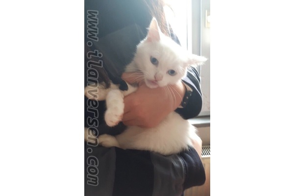 Tombiş mavi gözlü bebeğim