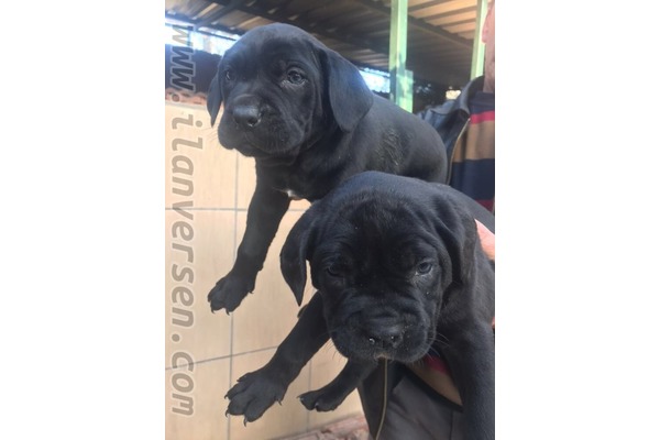Cane corsa köpek Mudanya