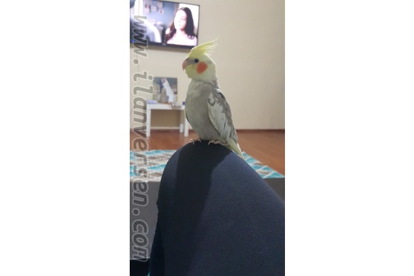 Sultan papağanı ilanı