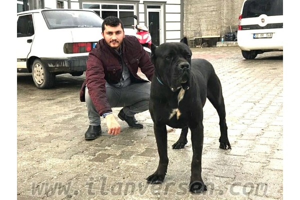 Cane corsa Atatürk Mah.