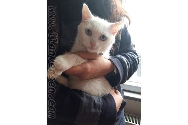Demirkapı Mah. kedi ilanı