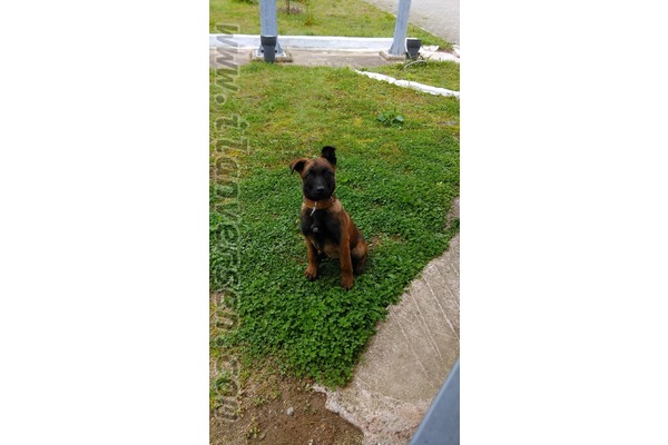 Belçika kurdu Erkek Boğaz Mah.