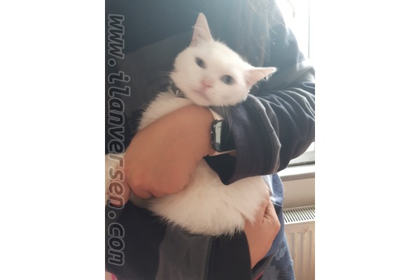 Diğer kedi ırkı Sahibinden Demirkapı Mah.