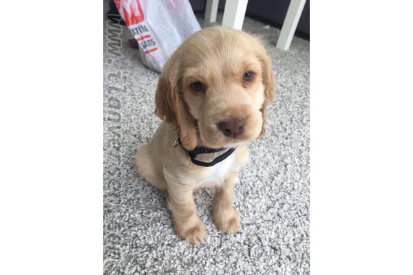 Kosova köpek ilanları