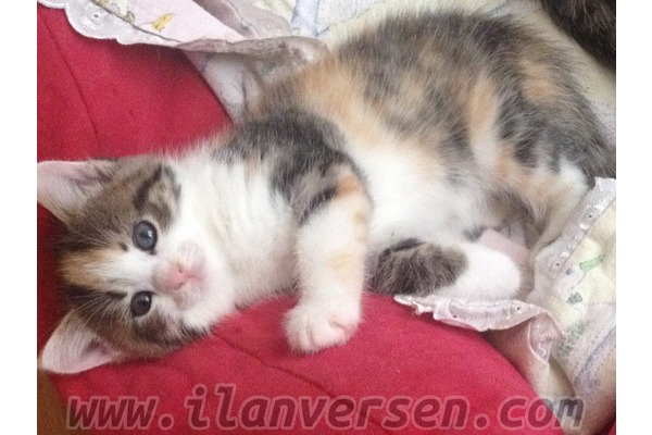 Diğer kedi ırkı 250 TL Ferah Mah.