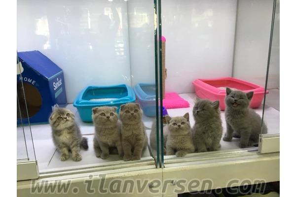 Scottish fold Sahibinden Ayrancı Mah.
