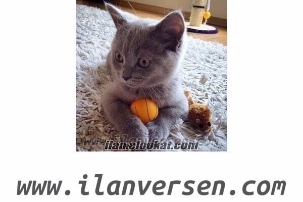 kedi British shorthair fiyatları