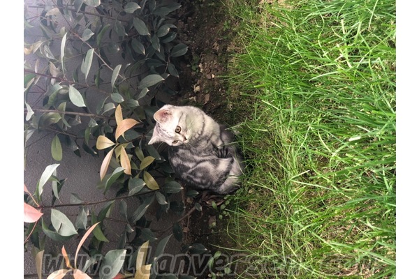 British shorthair 0-3 Aylık Veysel Karani Mah.