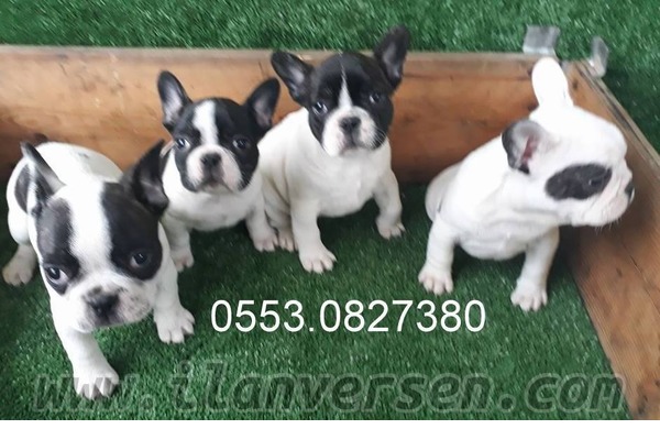 French bulldog Dişi ve Erkek Işıklar Mah.