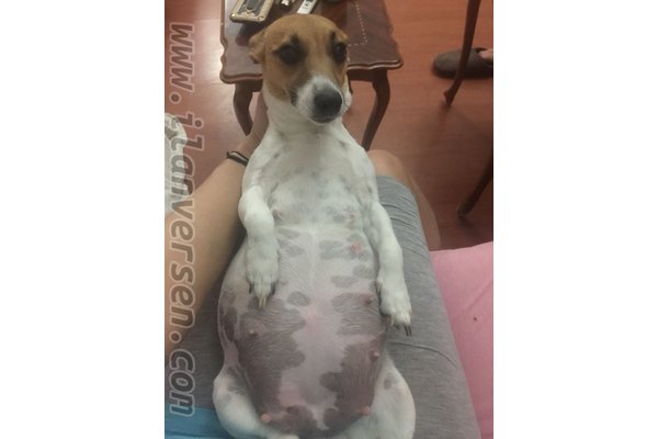 Jack Russel terrier yaş 0-3 Aylık