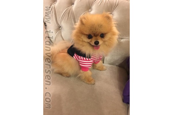 Pomeranian Dişi ve Erkek köpek