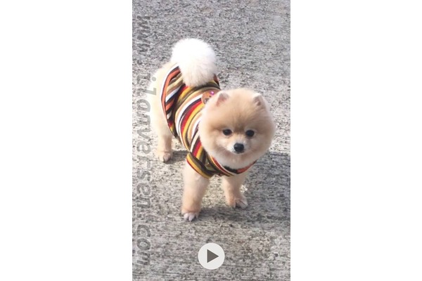 Gümüşyazı Köyü Pomeranian ilanları