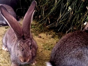  Sahibinden Flemish dev tavşan fiyatları