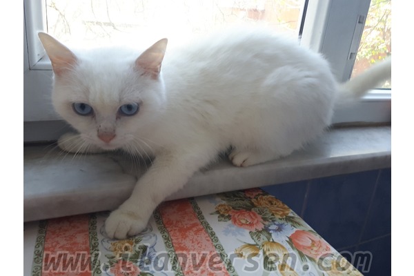 Diğer kedi ırkı Erkek Demirkapı Mah.