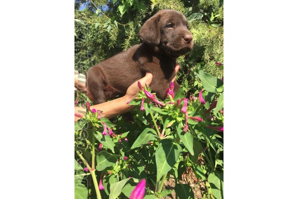 Labrador Sahibinden 1 TL