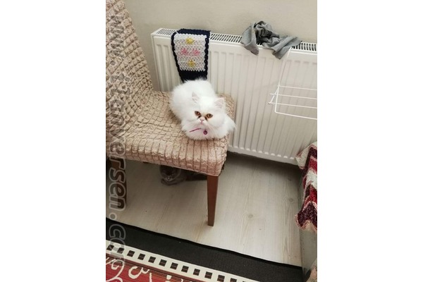 Parazit tedavisi yapılmış İran
