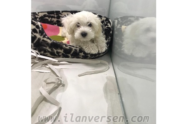 Maltese terrier Ostim OSB