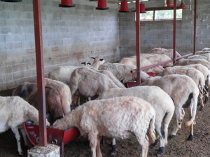 sakız koyunları İmamlı Köyü hayvanlar ilanları