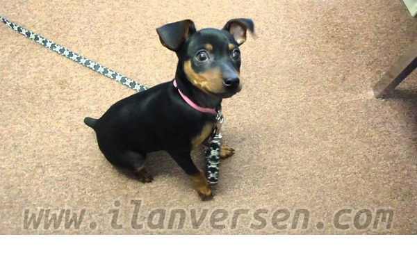 Pinscher köpek Konyaaltı