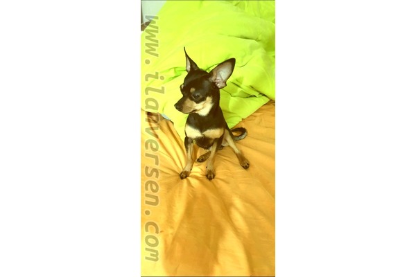 Pinscher Tuvalet eğitimli