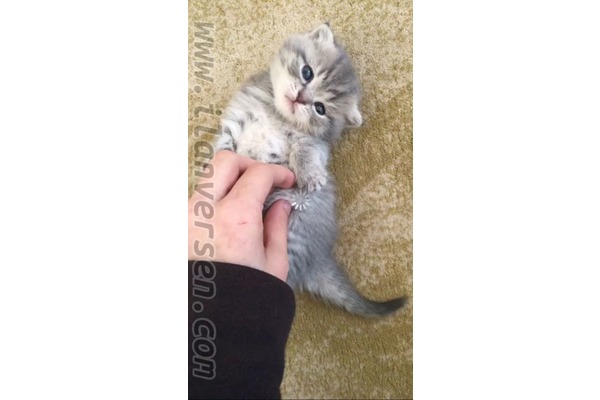 British shorthair 1300 TL Gökalp Mah.