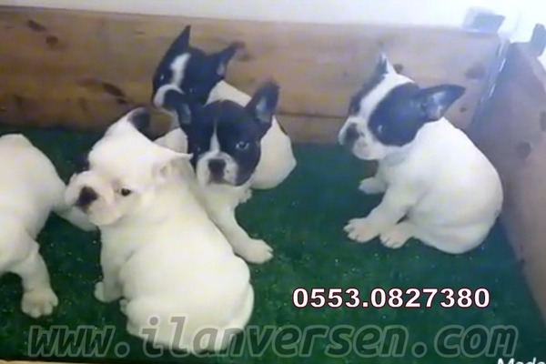 Egemenlik Mah. köpek ilanları