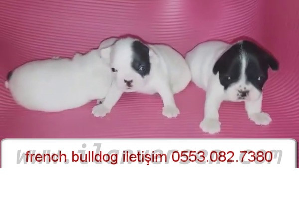 köpek ilanlari Işıklar Mah.