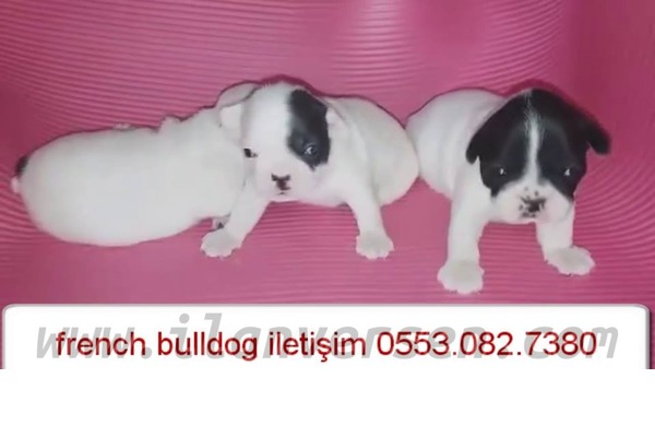 köpek ilanlari Işıklar Mah.