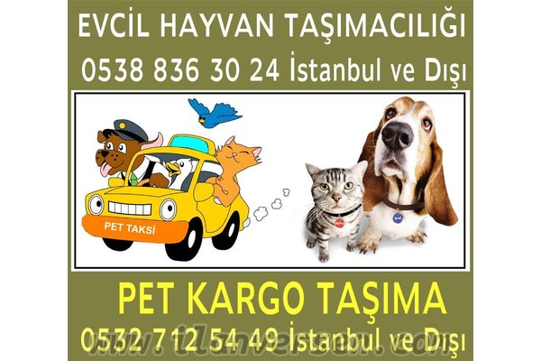 Affenpinscher yaş Bilmiyorum