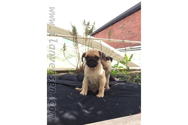 Pug yaş 0-3 Aylık Balat Mah.