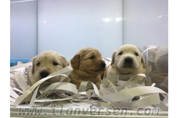 Ayrancı Mah. köpek fiyatları