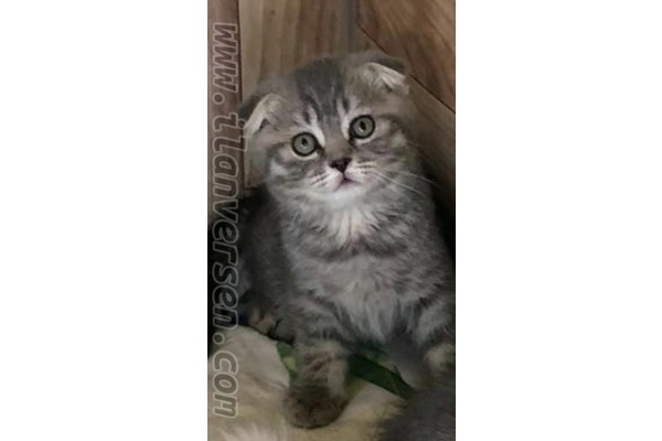 British shorthair 3-6 Aylık