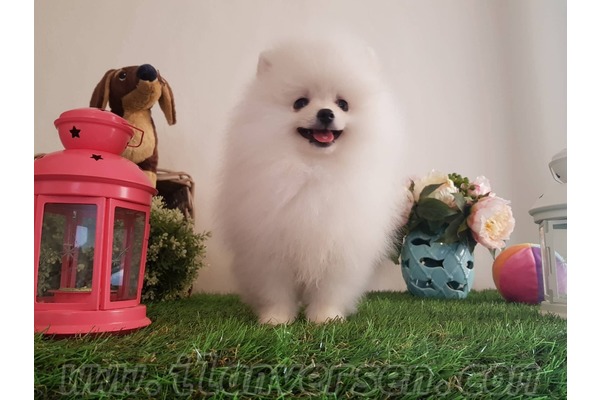 Pomeranian Çengelköy Mah.
