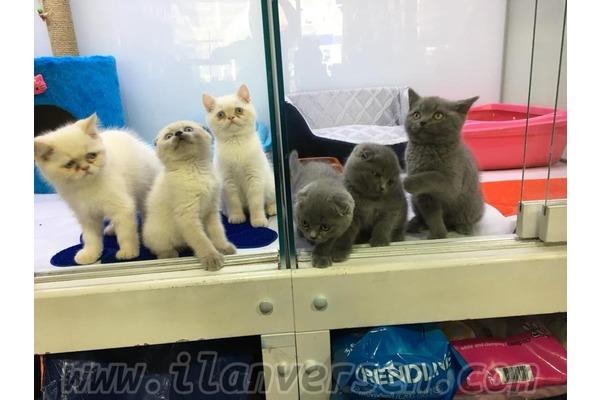 British shorthair Ayrancı Mah.