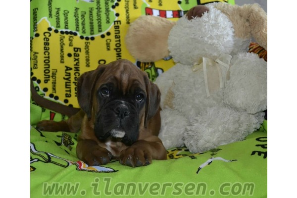 köpek Boxer fiyatları