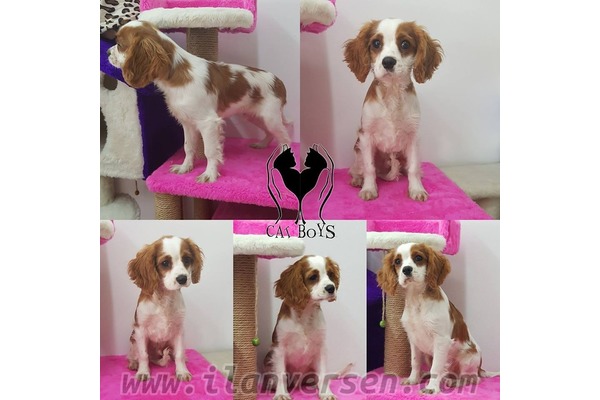 Cavalier king Charles Sahibinden 2 TL