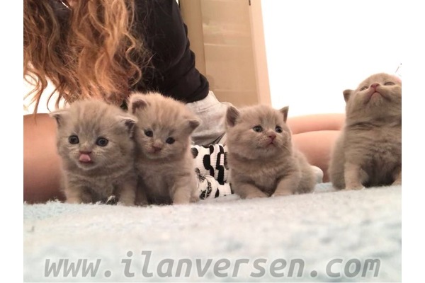 Scottish fold Eğitimli
