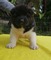Akita inu Dişi ve Erkek Fevzi Çakmak Mah.