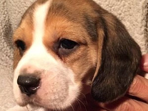 Beagle Dişi ve Erkek köpek