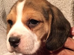  Beagle Dişi ve Erkek köpek