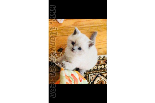 Yamaç Köyü kedi fiyatları