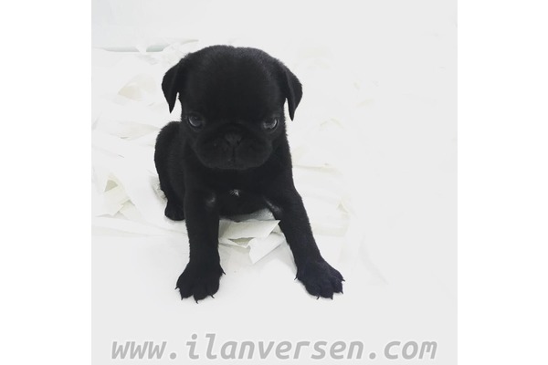 köpek ilanlari Ostim OSB