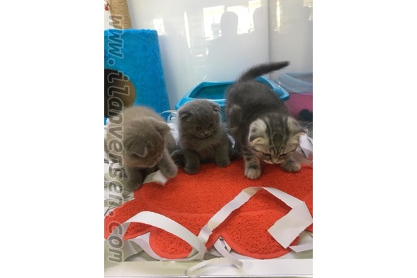 Scottish fold Ayrancı Mah.
