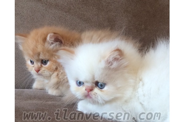 Bostancı Mah. kedi ilanı ver
