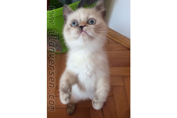 Bostancı Mah. kedi ilanı