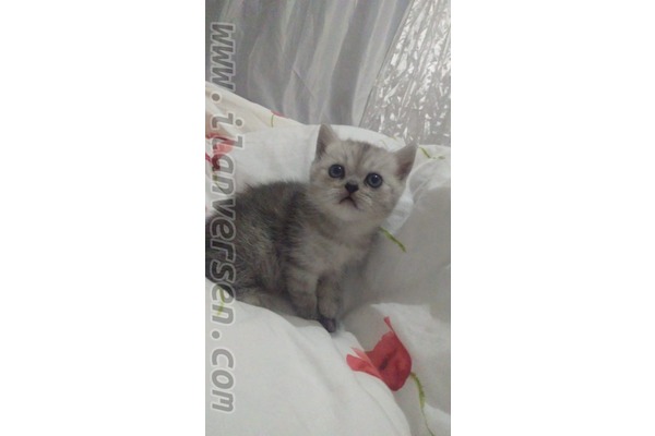 kedi Scottish straight fiyatları
