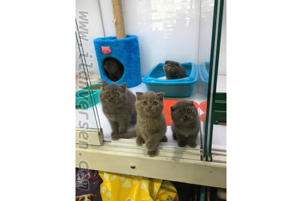 British shorthair 0-3 Aylık Ayrancı Mah.